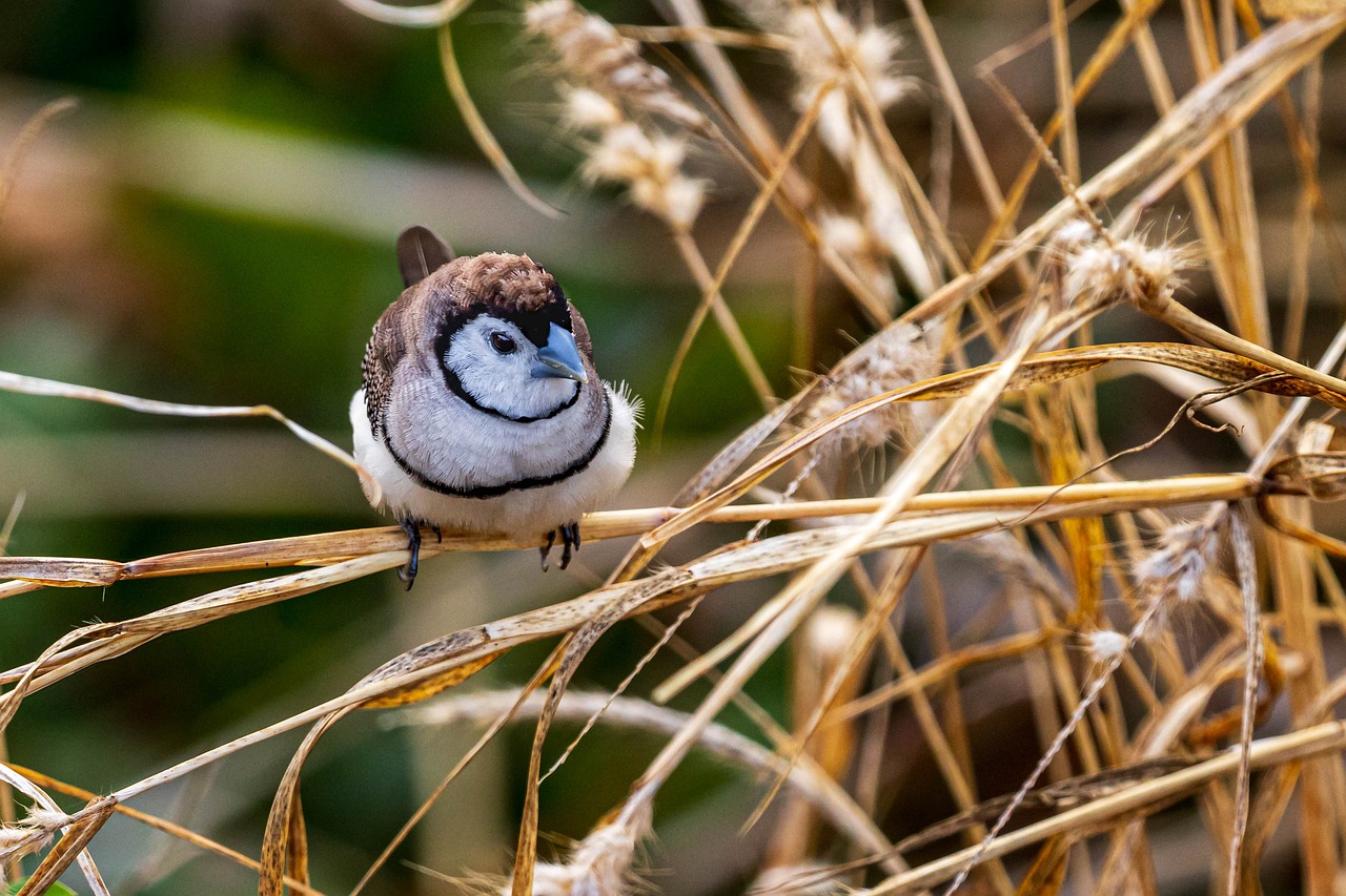 How Climate Change is Affecting Wildlife and Biodiversity